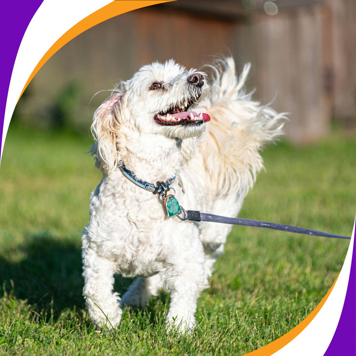 C-WAGS Rally, Obedience & Games Class Set-Up & Instructor Tips Webinar