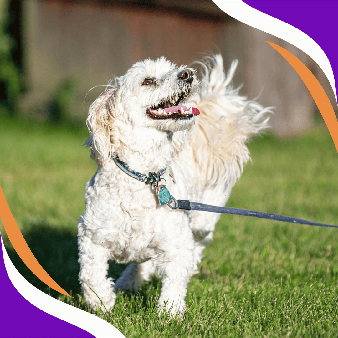 The Raly Dog C-WAGS Rally, Obedience & Games Class Set-Up & Instructor Tips Webinar ...