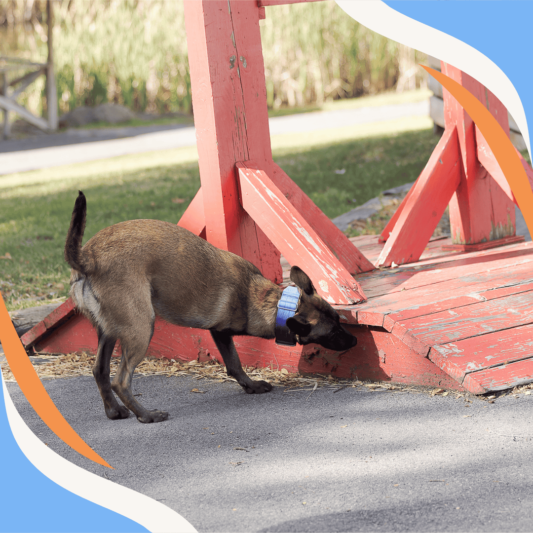 Getting Started with C-WAGS Scent Detection Webinar