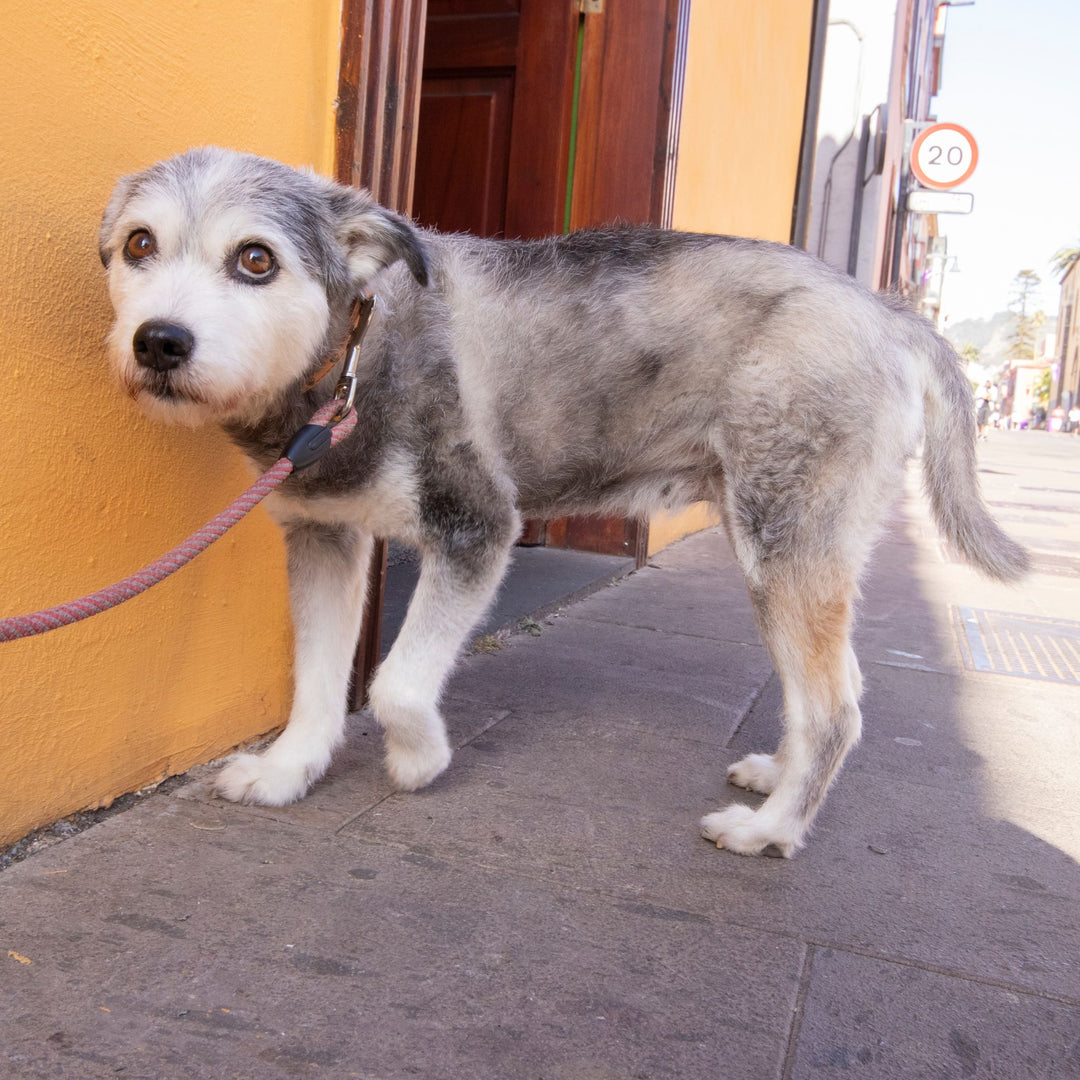 Canine Body Behavior and Scent Work for Instructors Webinar