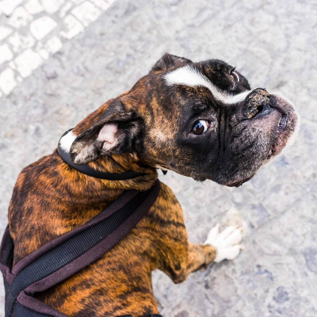 Canine Body Behavior and Scent Work for Handlers Webinar