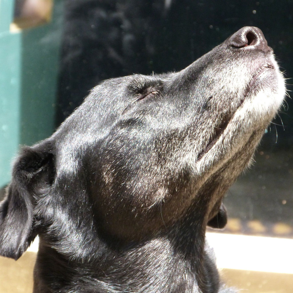 AKC Scent Work Program – Scent Work University