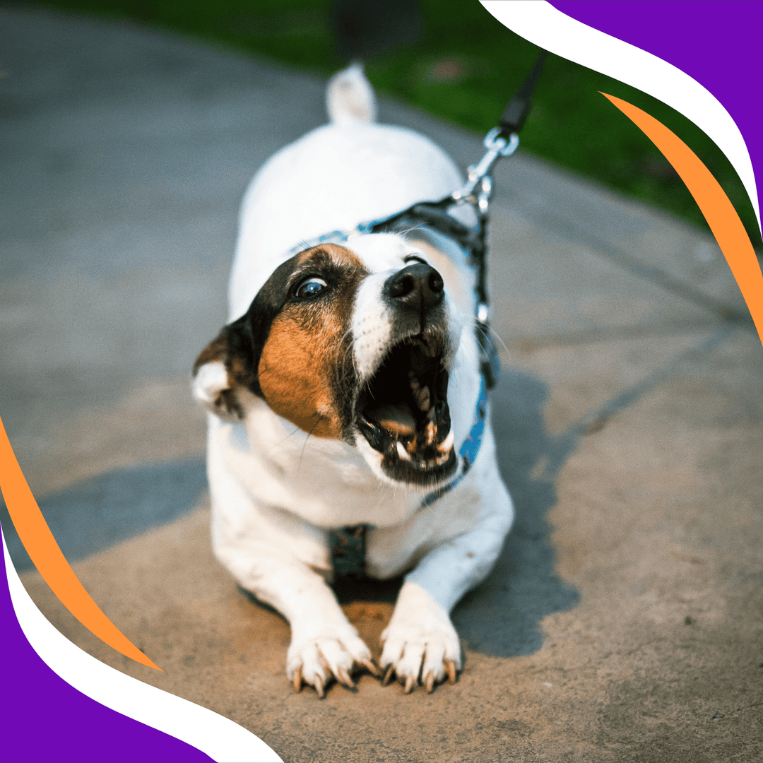 Click to Calm: Turning Fear and Frustration Into Focus Through Positive Reinforcement Webinar