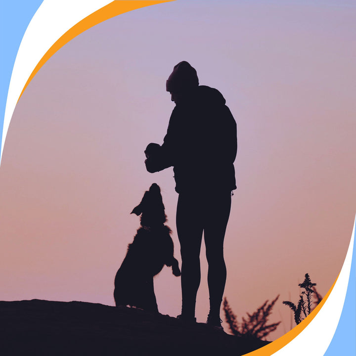 Coach Jeff's Guide To The Nosework Relationship Webinar