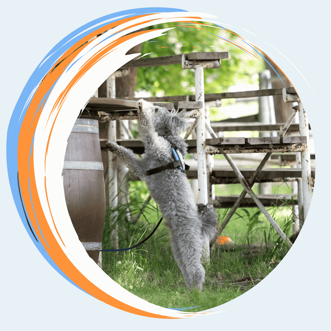 Coach's View: Common Issues and How to Help a Team on Trial Day Virtual Event