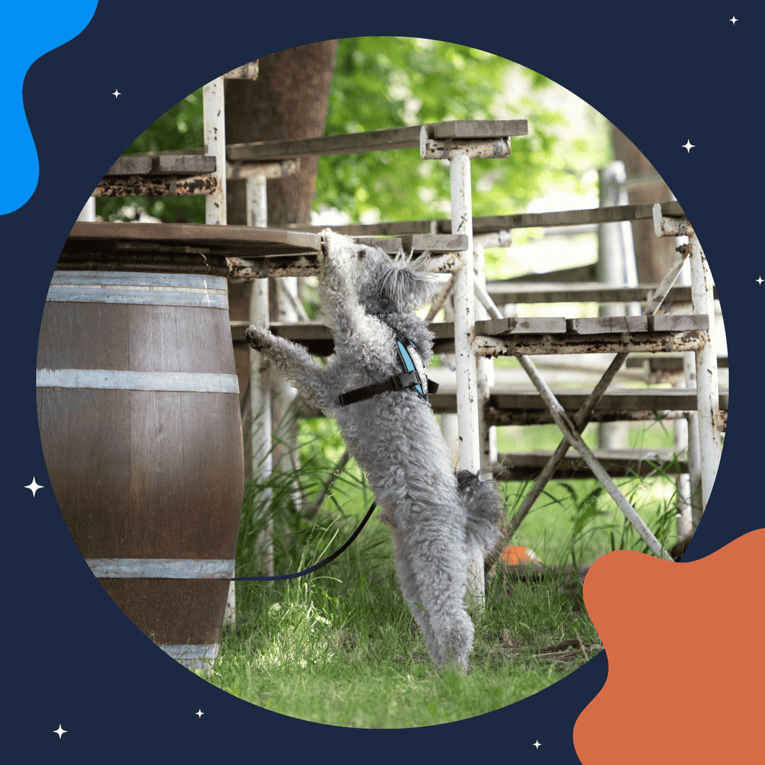 Coach's View: Common Issues and How to Help a Team on Trial Day Virtual Event