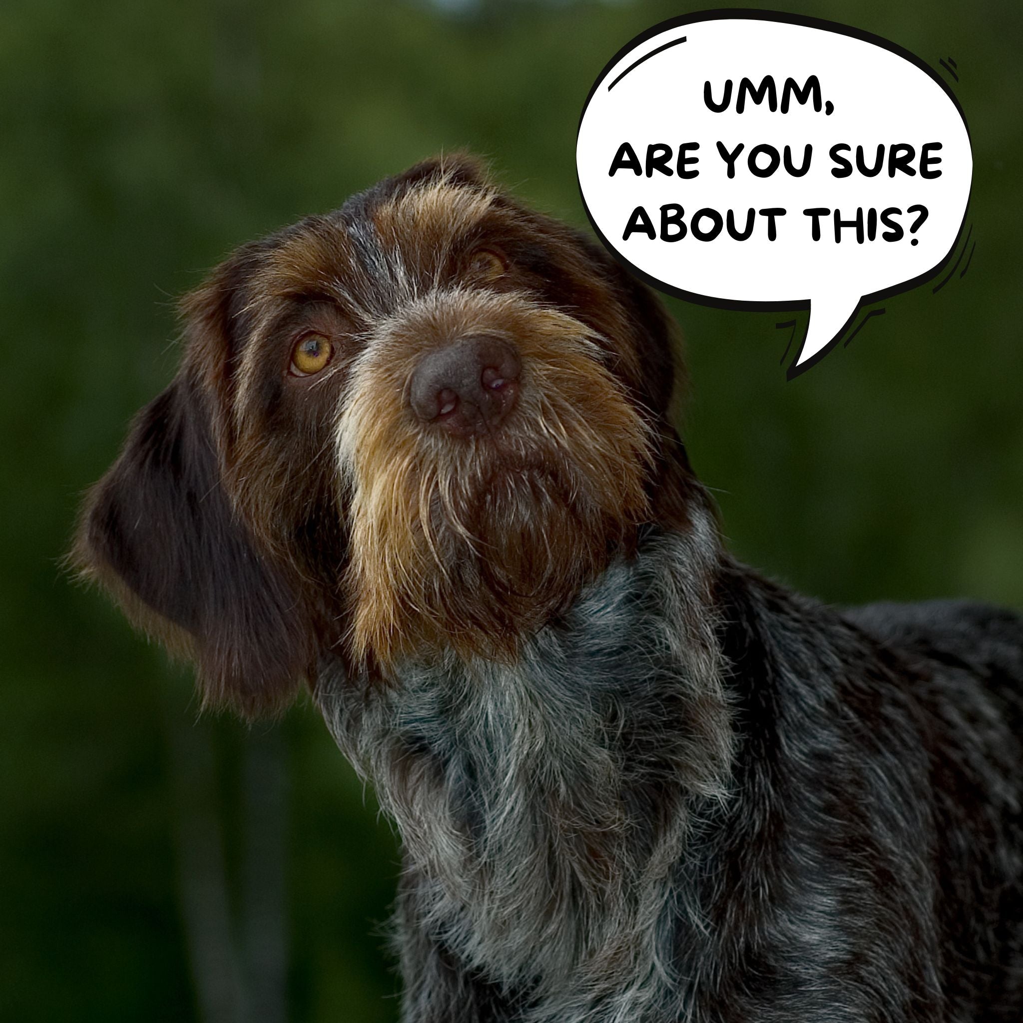 Considerations: Training Scent Work on Your Own Webinar – Scent Work ...