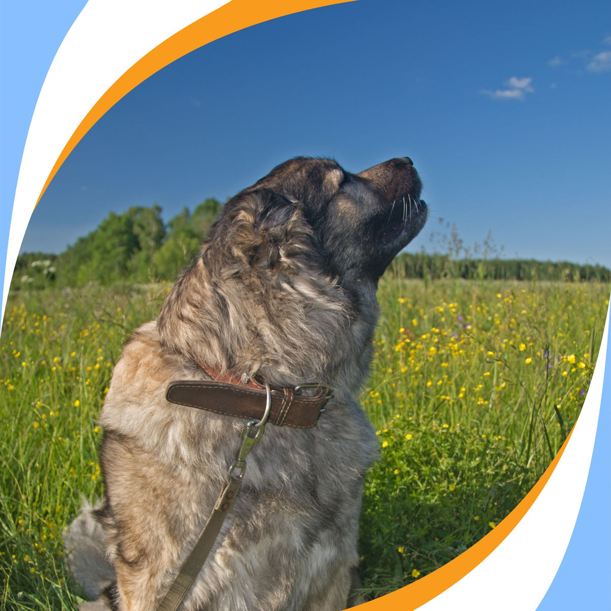 AKC Scent Work Program – Scent Work University