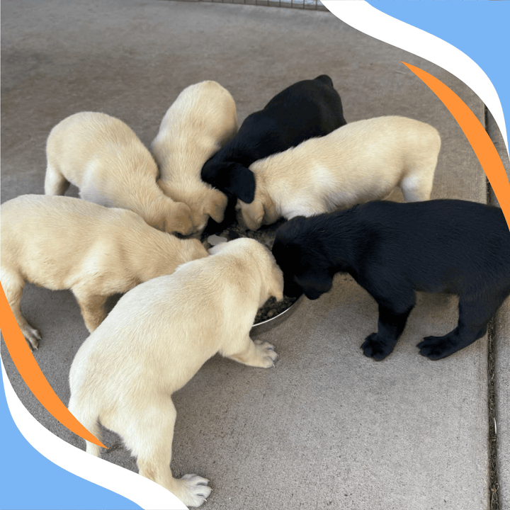 Developing Nose Work Puppies: What Breeders Can Do Webinar