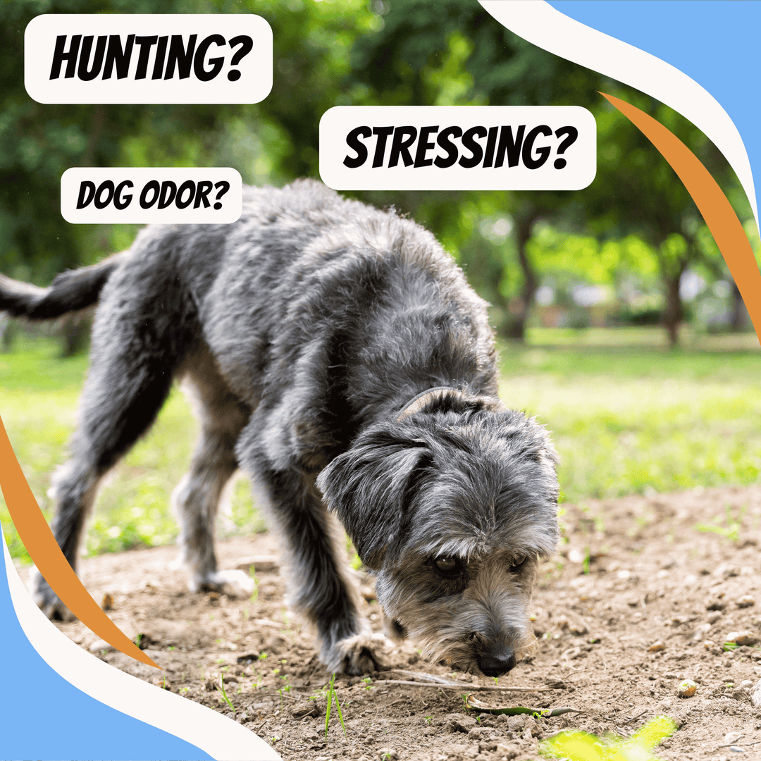 Displacement Sniffing and Other Stress Behaviors Webinar