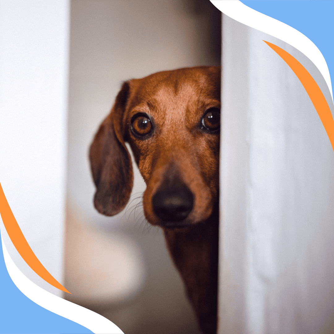 When Dog Odor Trumps Target Odors: Dogs are Scary Webinar