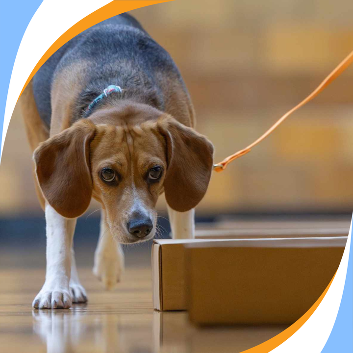 Foundations: Behavior and the Scenting Brain Webinar