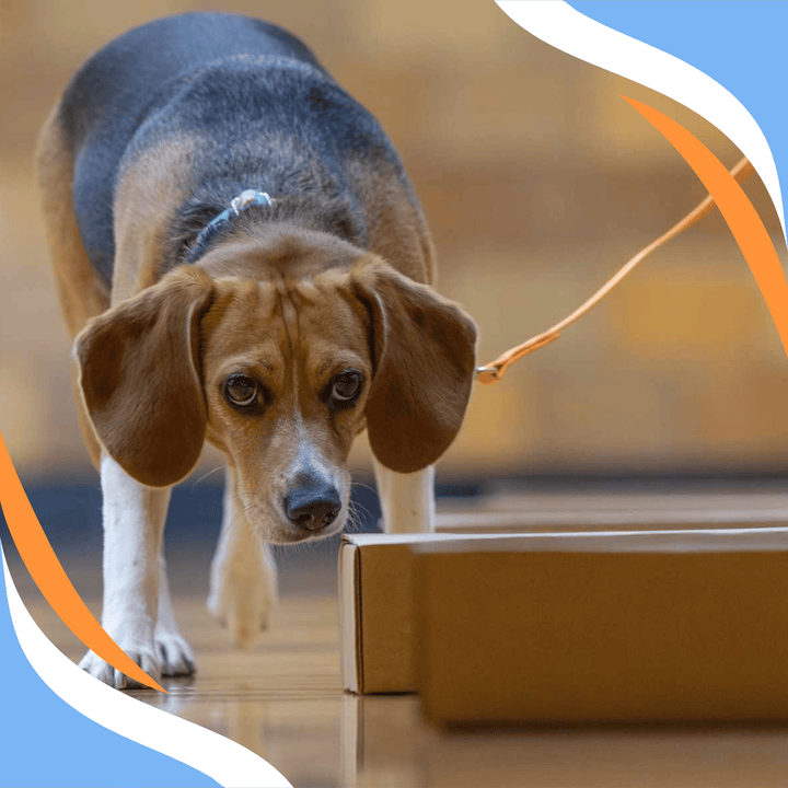 Foundations: Behavior and the Scenting Brain Webinar