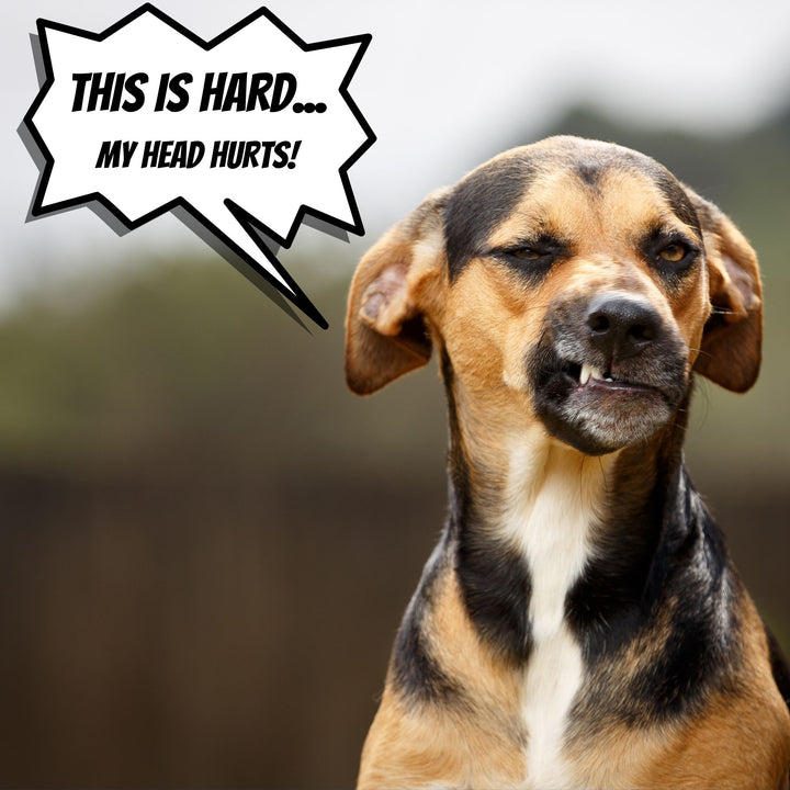 My Head Hurts: Dealing with Frustration Threshold in Scent Work Webinar