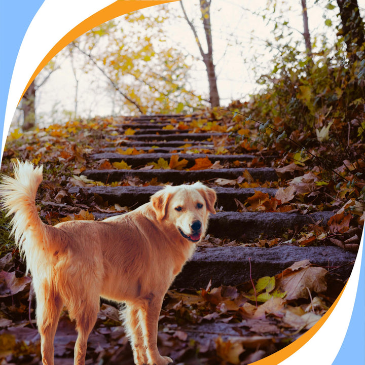 The Goal-Powered Search: Mastering Process & Outcome Goals to Achieve Success in Nose Work Webinar