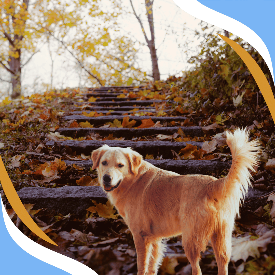 The Goal-Powered Search: Mastering Process & Outcome Goals to Achieve Success in Nose Work Webinar