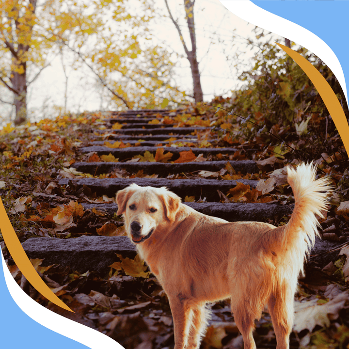 The Goal-Powered Search: Mastering Process & Outcome Goals to Achieve Success in Nose Work Webinar