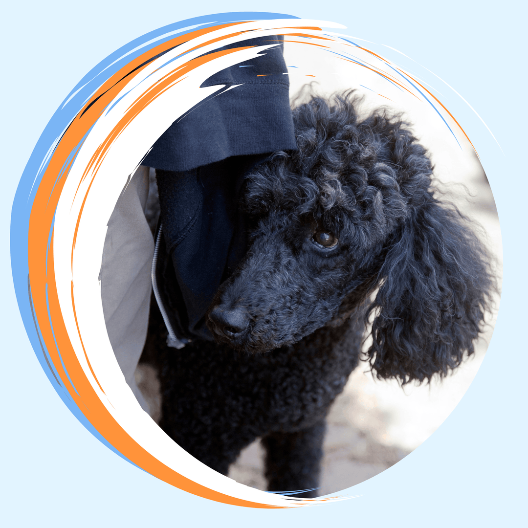 How Would You Train It: Vol 2 Virtual Event