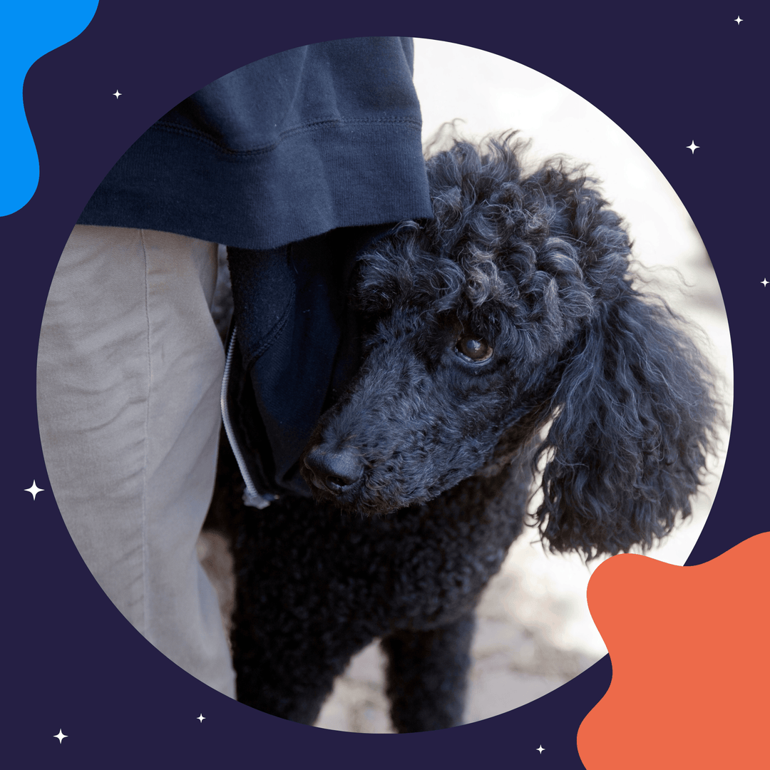 How Would You Train It: Vol 2 Virtual Event