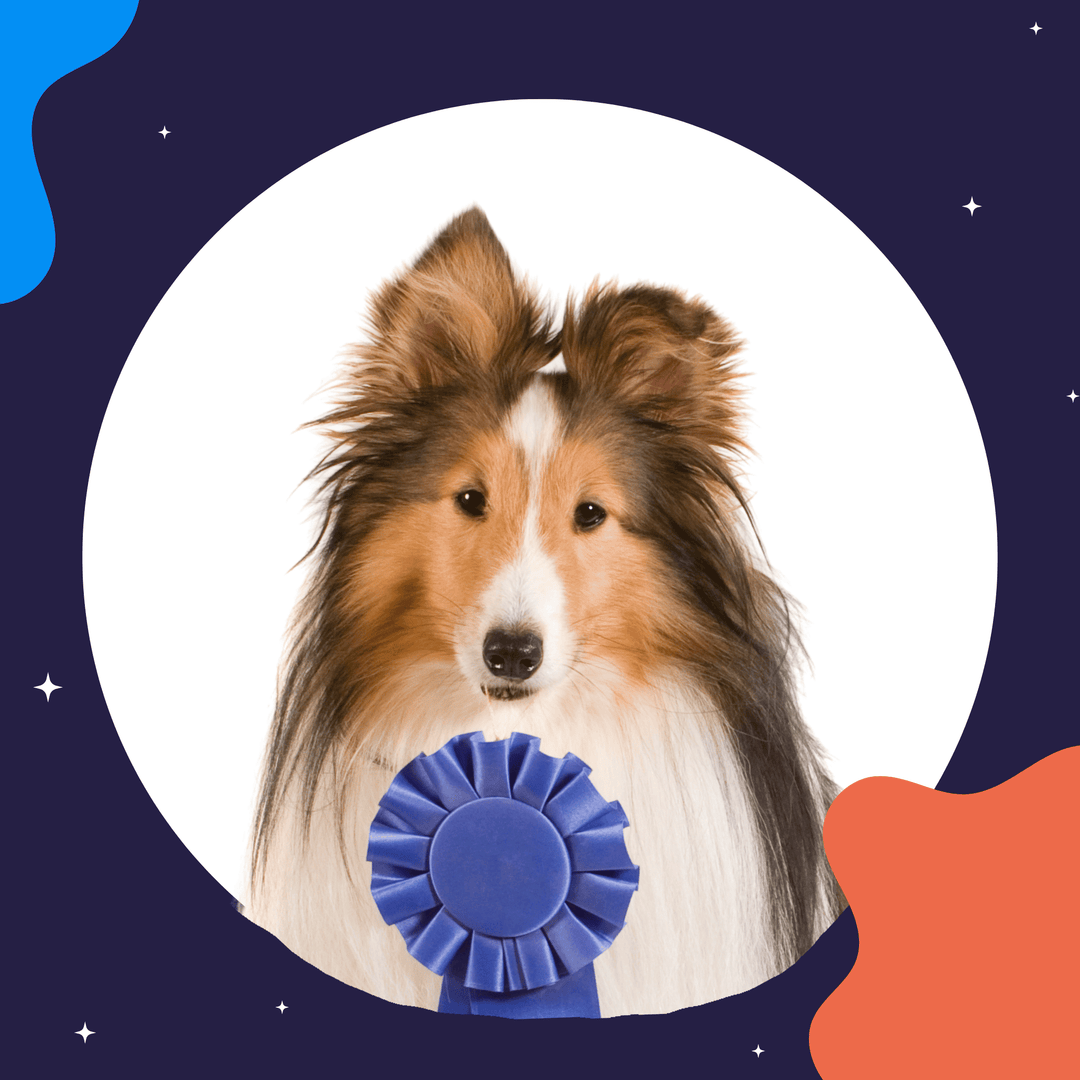 Improving Scent Work Trials for Everyone Virtual Event