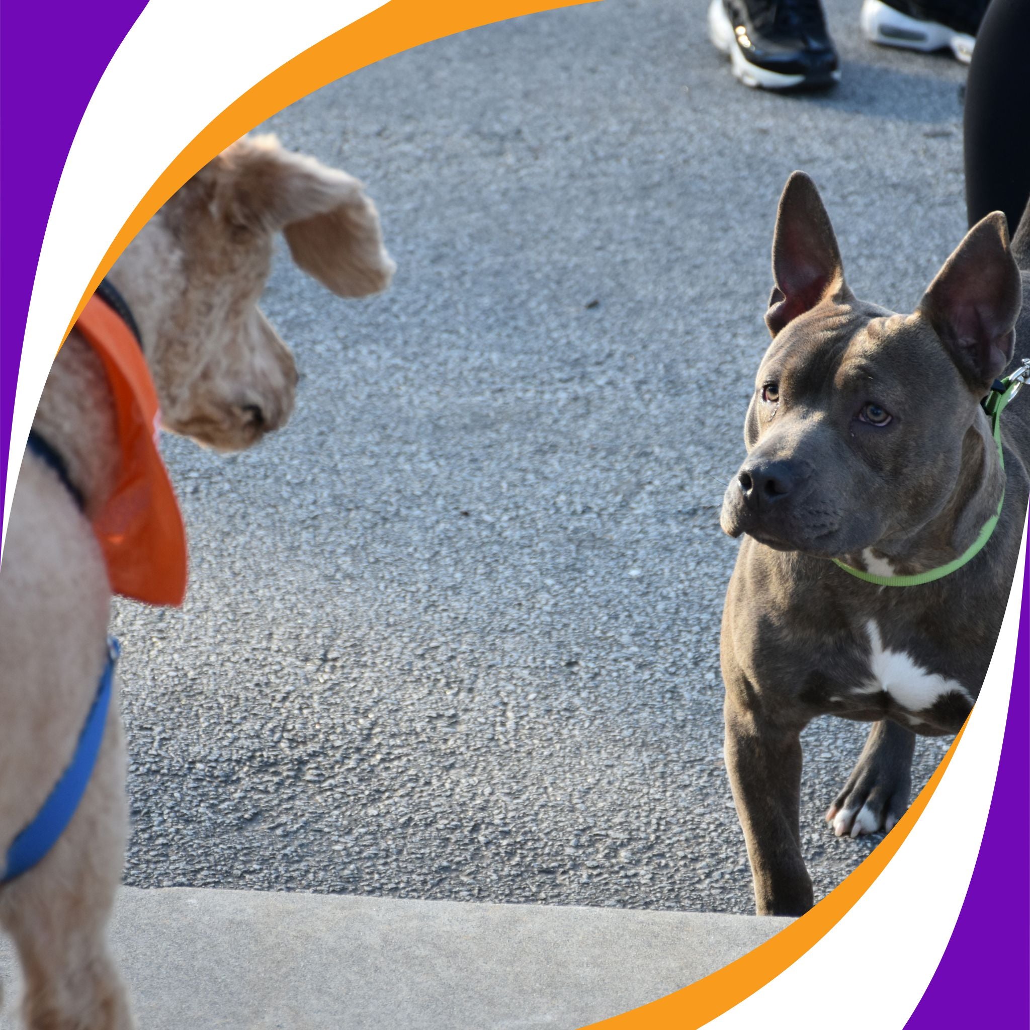 Instructors: Canine Body Behavior and Teaching Classes Webinar – Scent ...