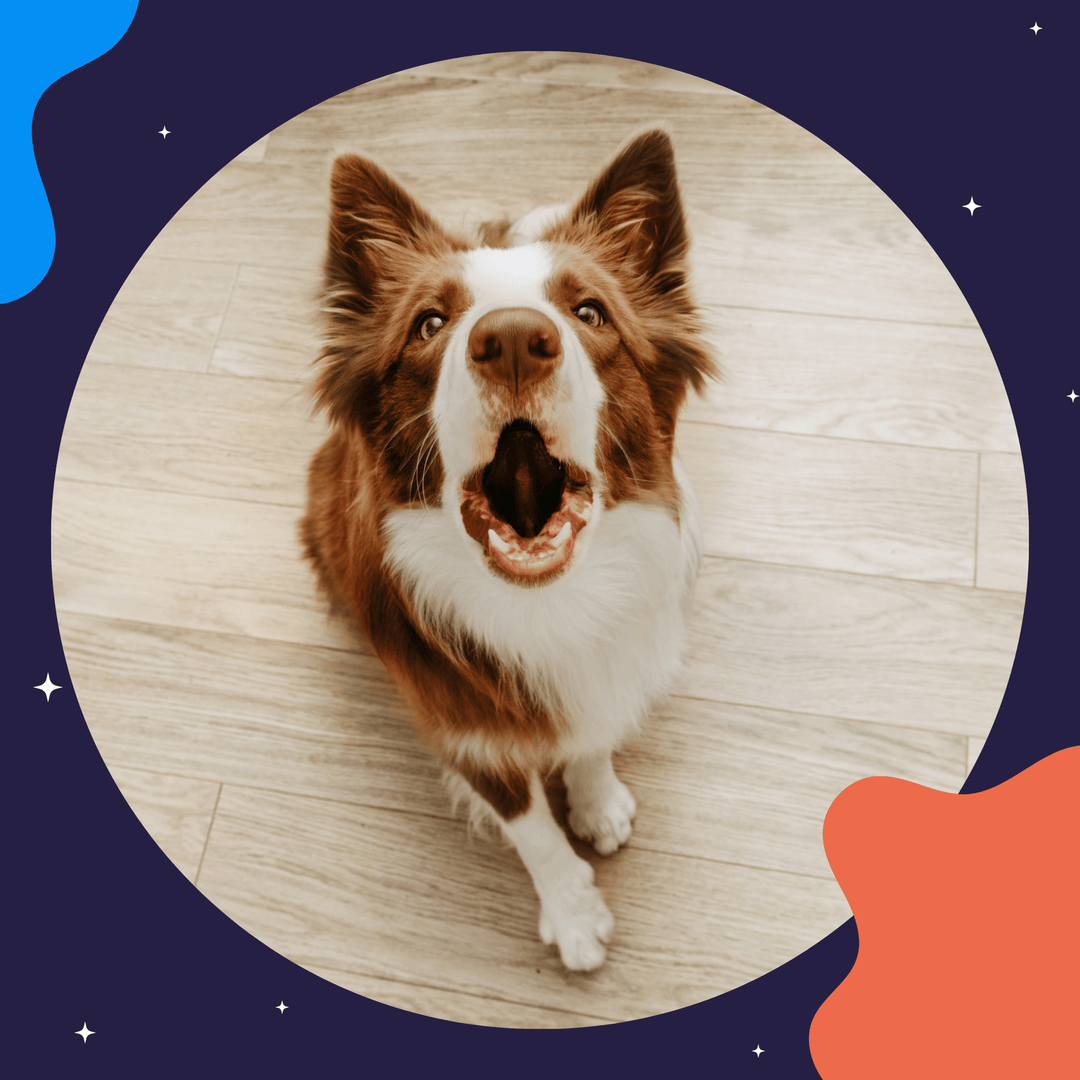 Instructors: Dealing with Common Dog Issues Seminar