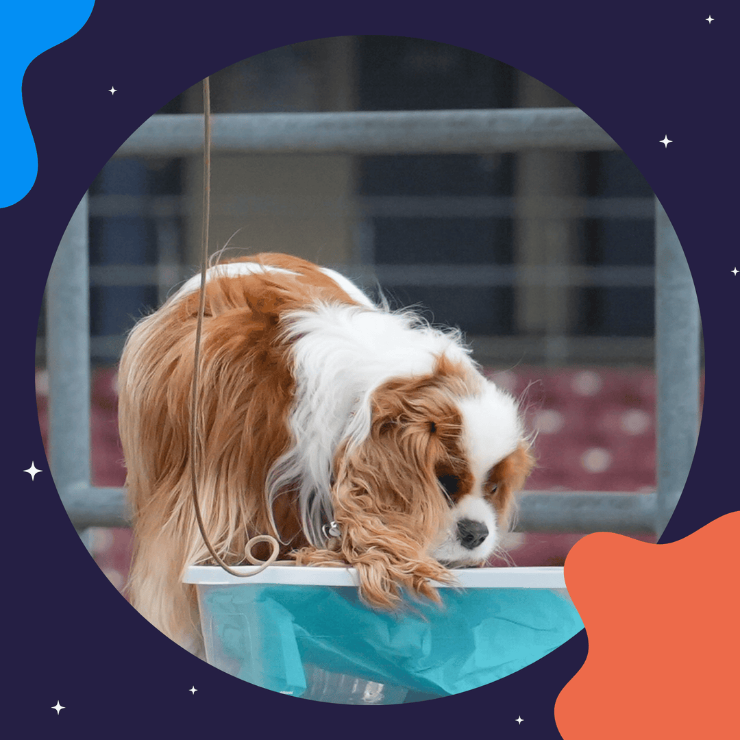 Instructors: How Best to Prep AKC Scent Work Clients Virtual Event