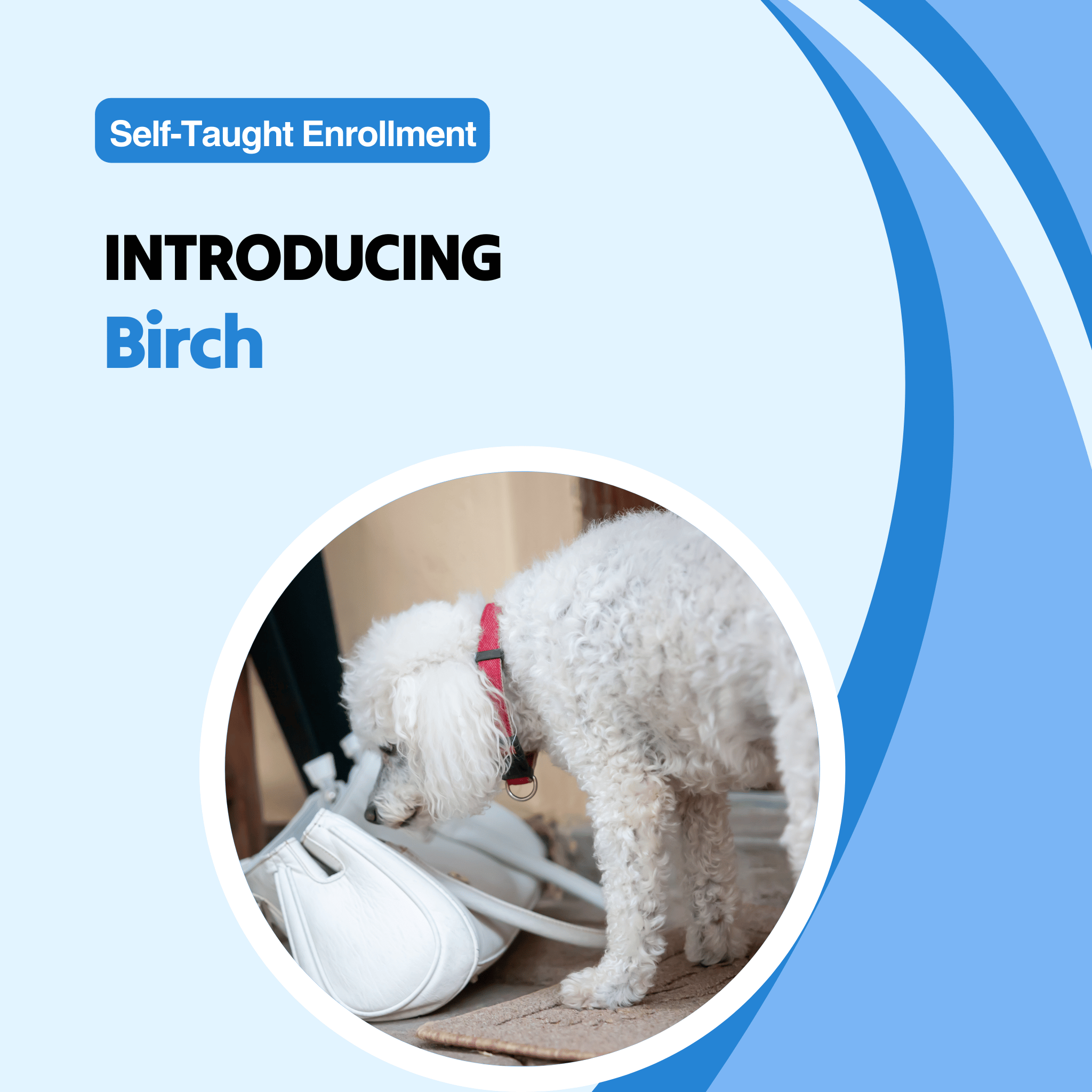 Introducing Birch Course – Scent Work University