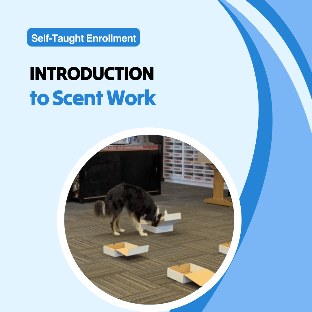 Introduction to Scent Work Course