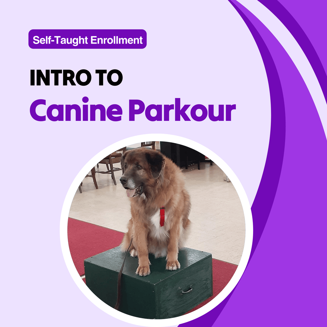 Intro to Canine Parkour Course