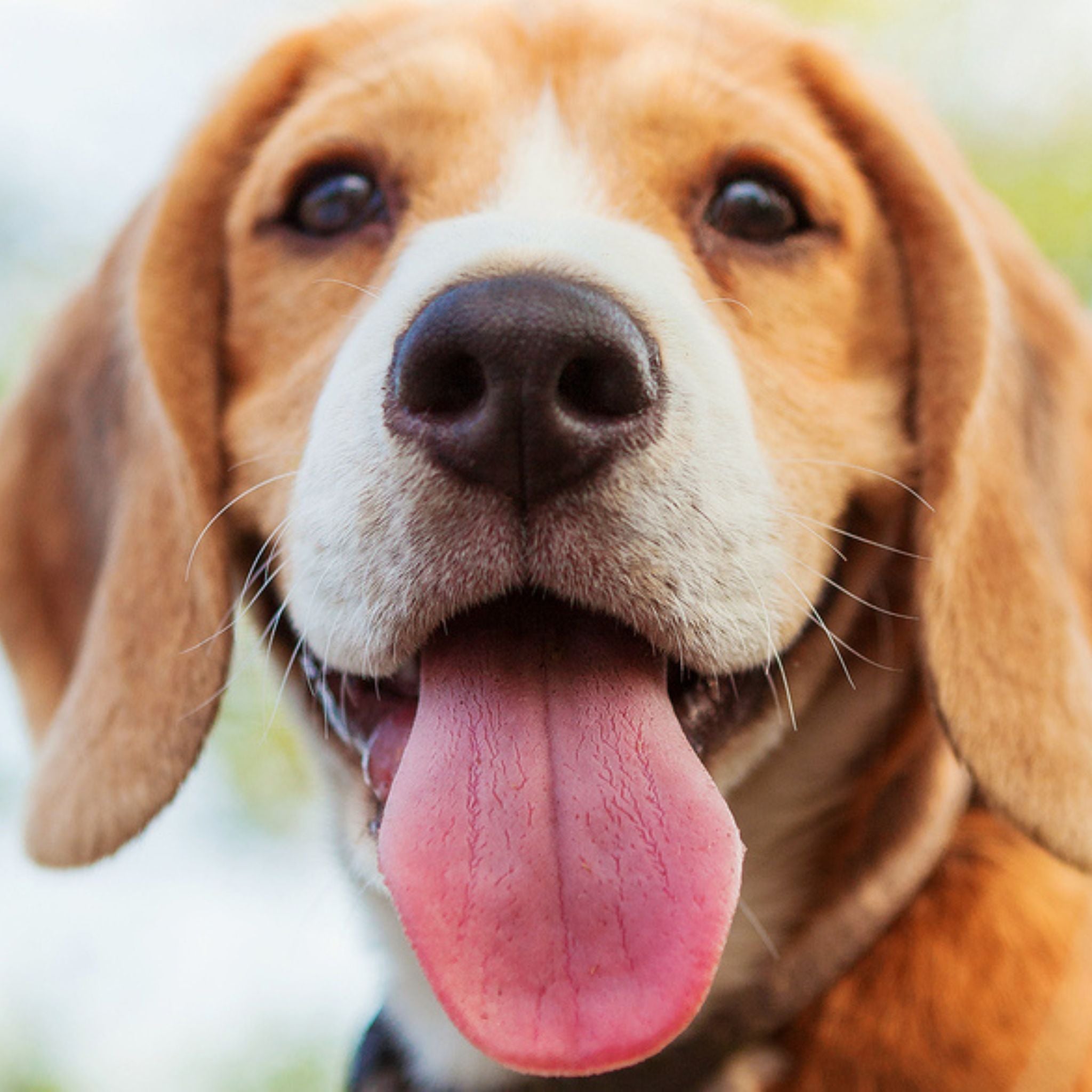 Introduction to Scent Work Course – Scent Work University