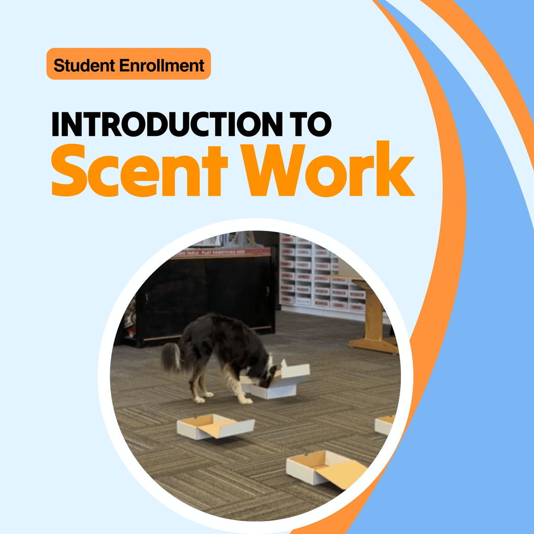 Introduction to Scent Work Course (Student)