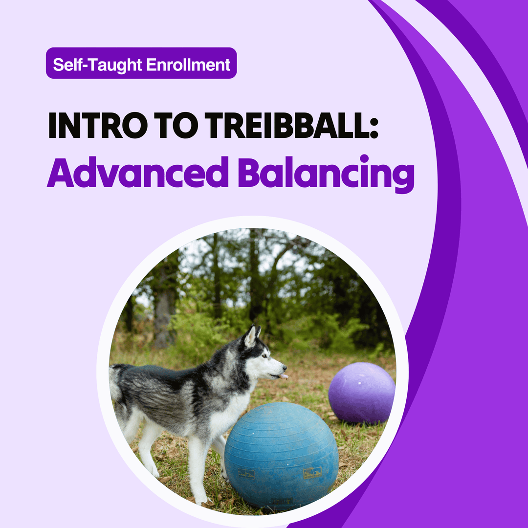 Intro to Treibball: Advanced Balancing Course