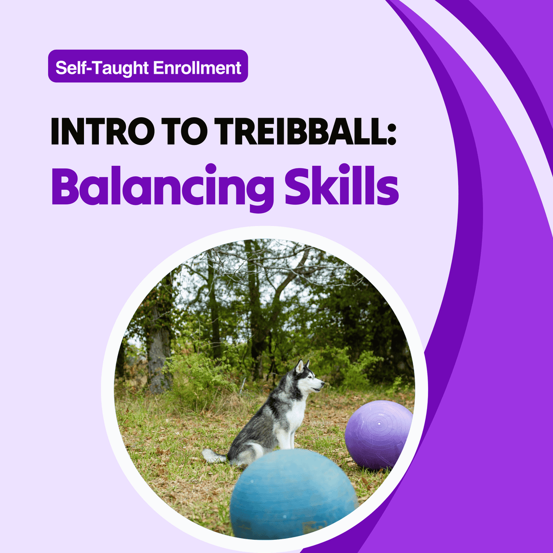 Intro to Treibball: Balancing Skills Course