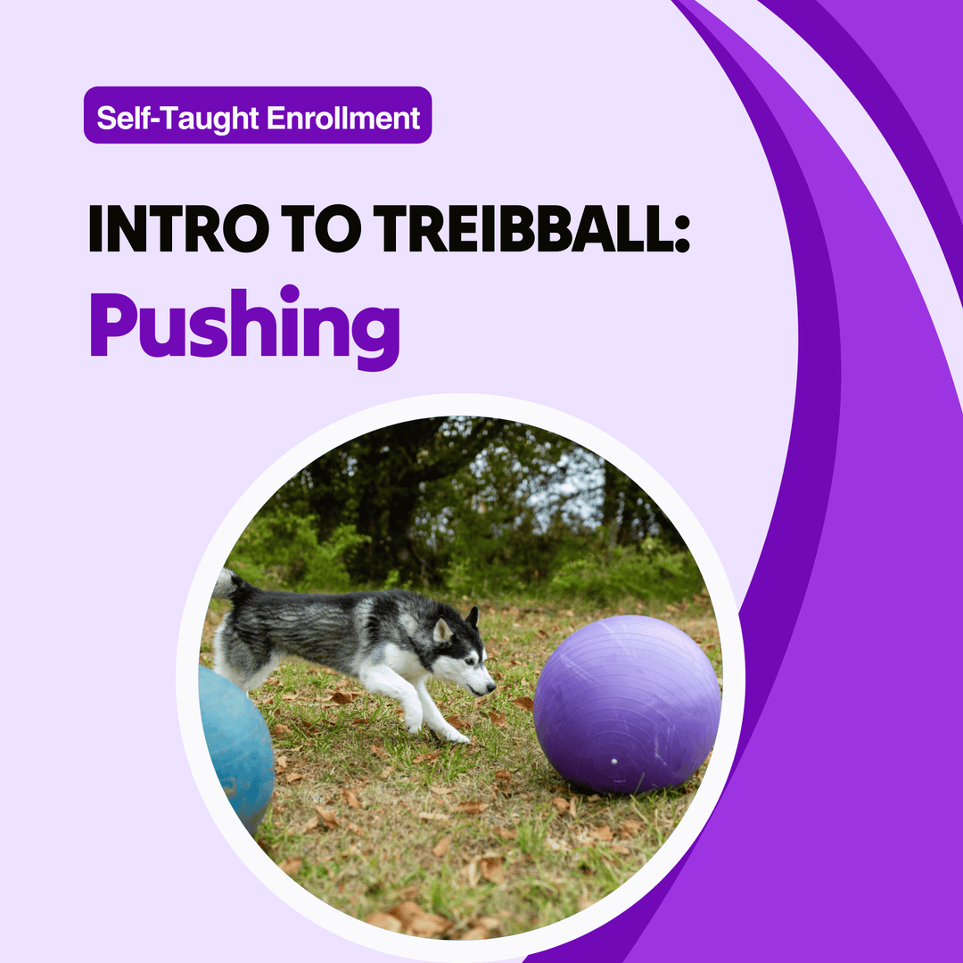 Intro to Treibball: Pushing Course