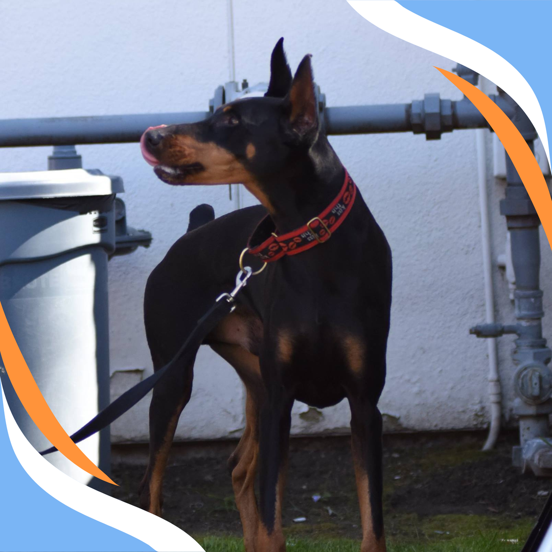 Keeping Scent Work FUN! Webinar