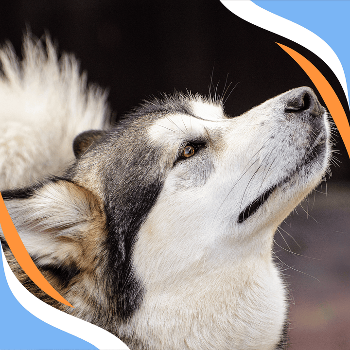 Language of Nose Work: Reading Your Dog Webinar