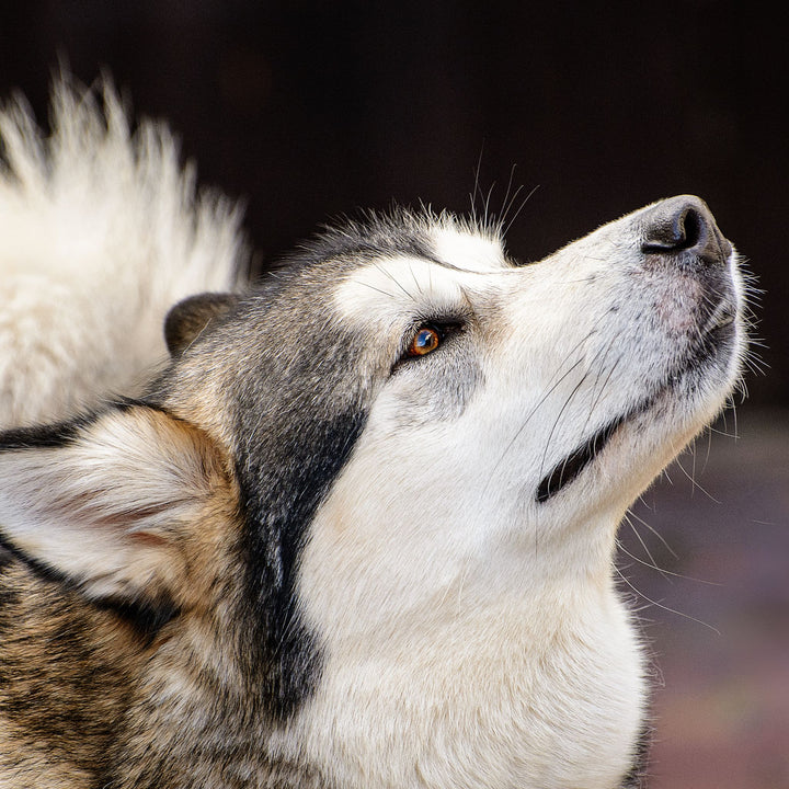Language of Nose Work: Reading Your Dog Webinar