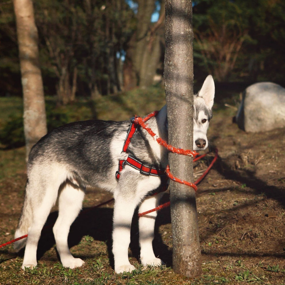 Leash Handling Skills Course