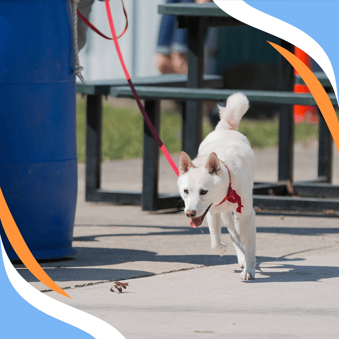 Leash Wrangling Skills for Rodeo Searchers Webinar