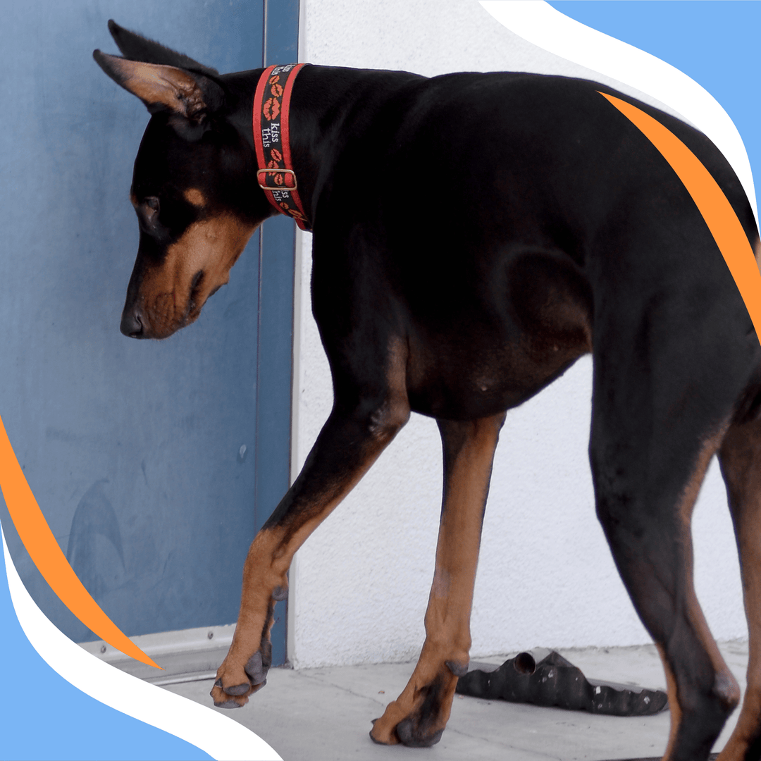 Make It Make Sense: Human Expectation v. Canine Interpretation Webinar