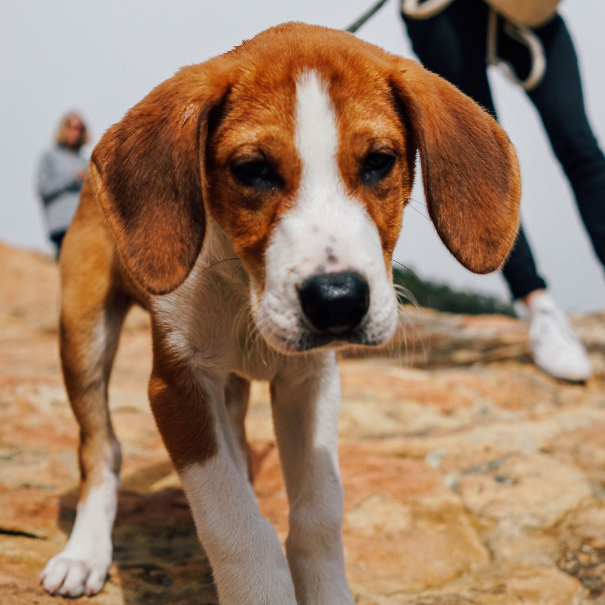 Making Scent Work Fun for the Handler Webinar – Scent Work University