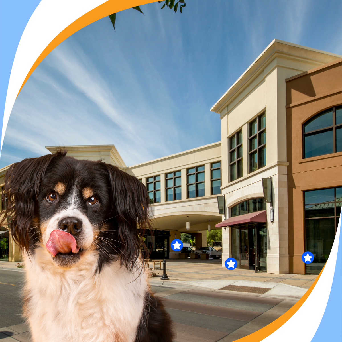 NACSW Program – Scent Work University