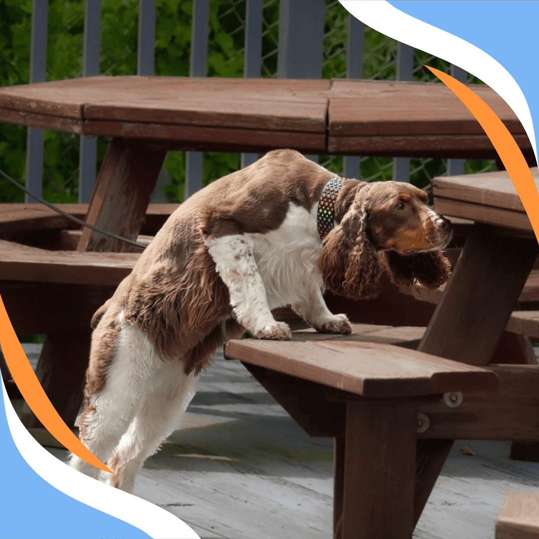 Mastering the Big Picture: Preparing for Elite & Summit Level Nosework Webinar