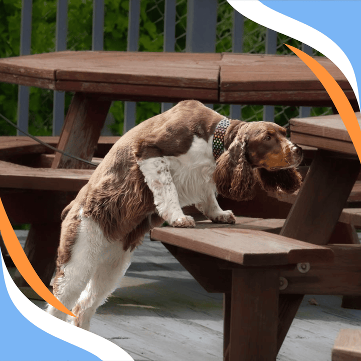 Mastering the Big Picture: Preparing for Elite & Summit Level Nosework Webinar