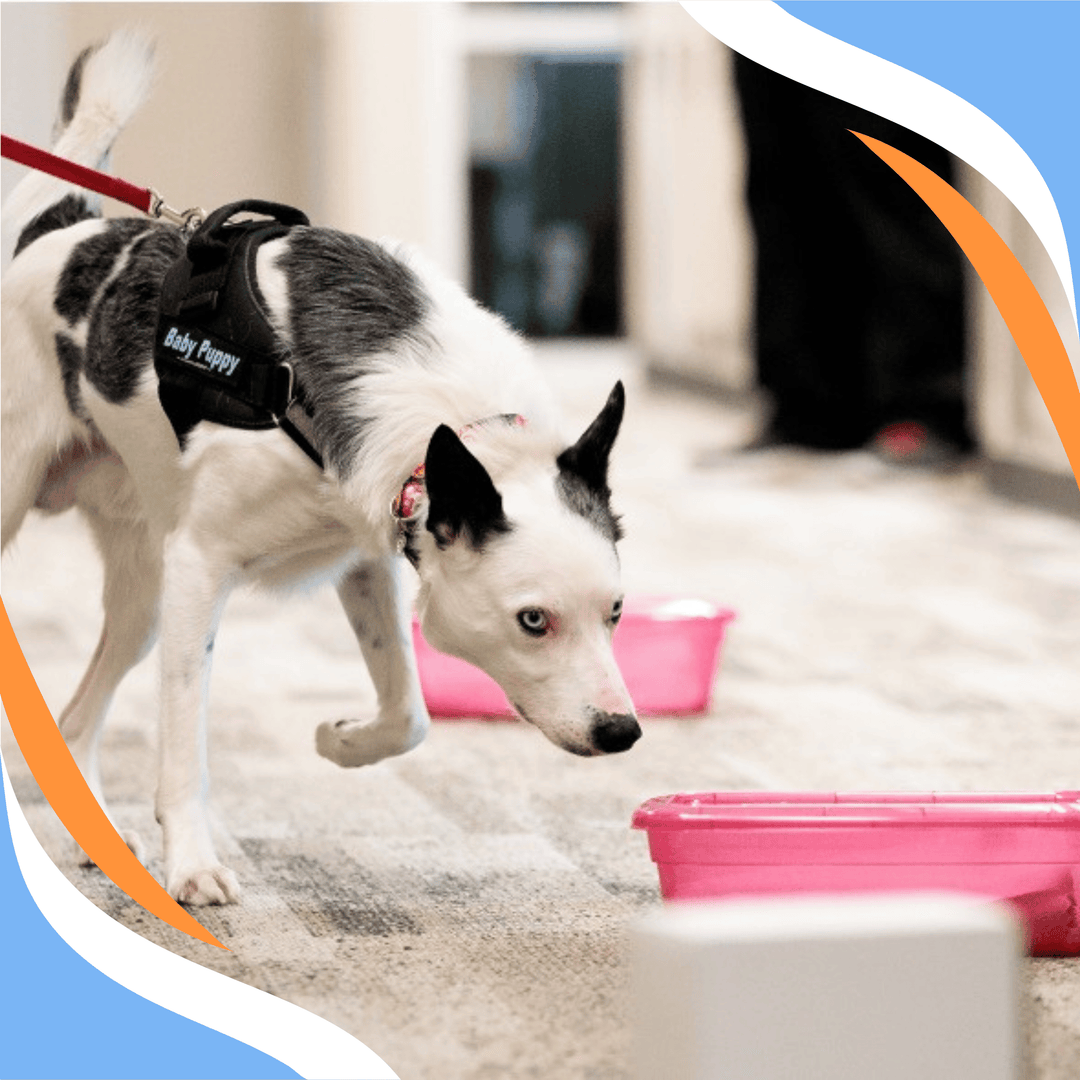 Mindful Conditioning in Nose Work: Know What You're Creating! Webinar