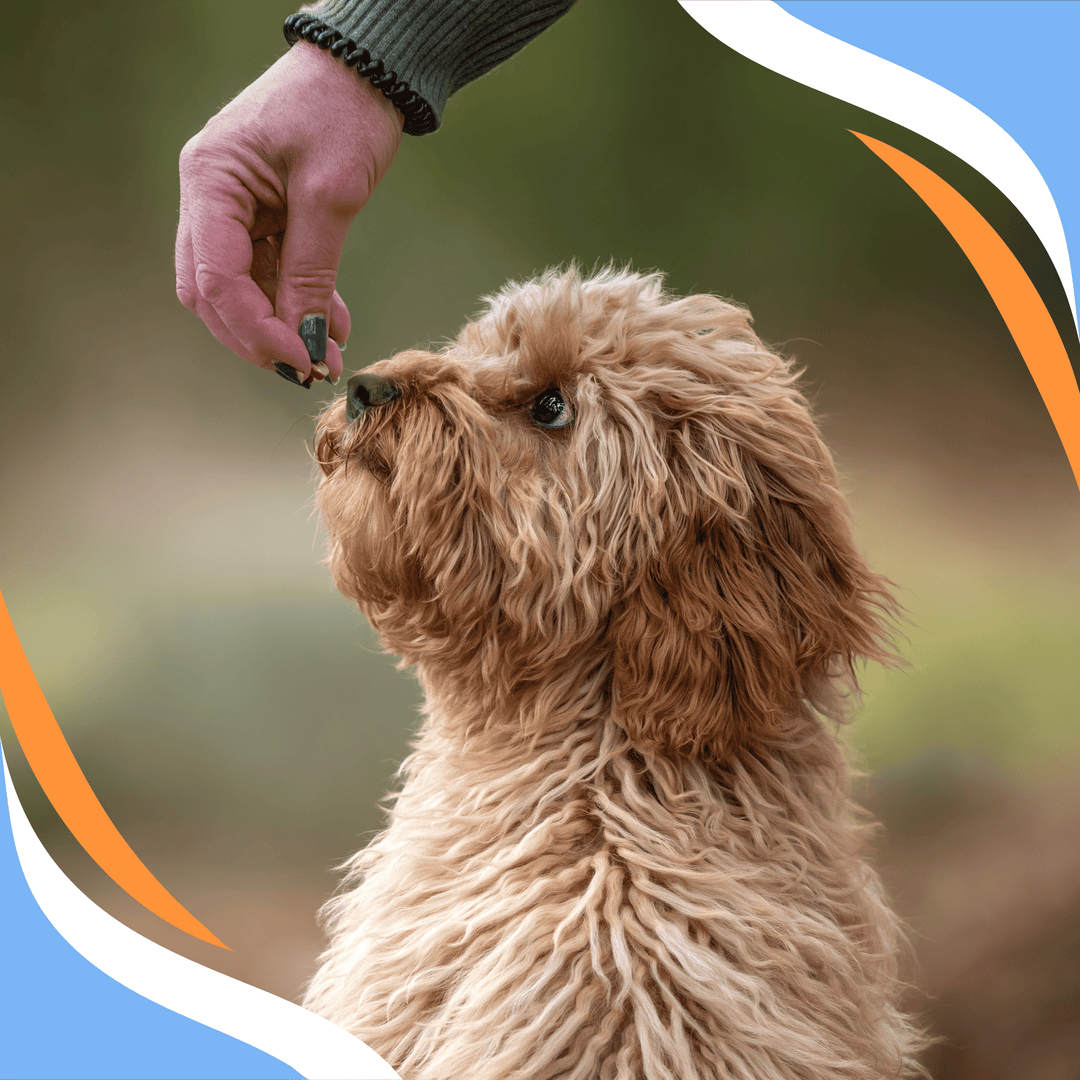 More Than Payment: Strategic Treat Delivery for Nose Work Dogs Webinar