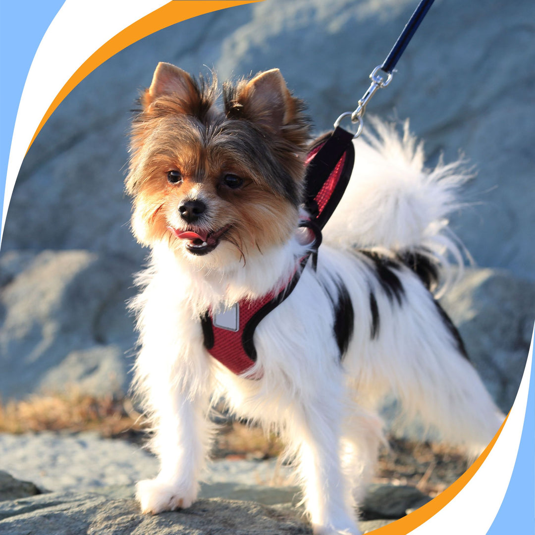 NACSW Trial Experience Webinar Series: Part 3 (Elite, Elite Premier and Summit)