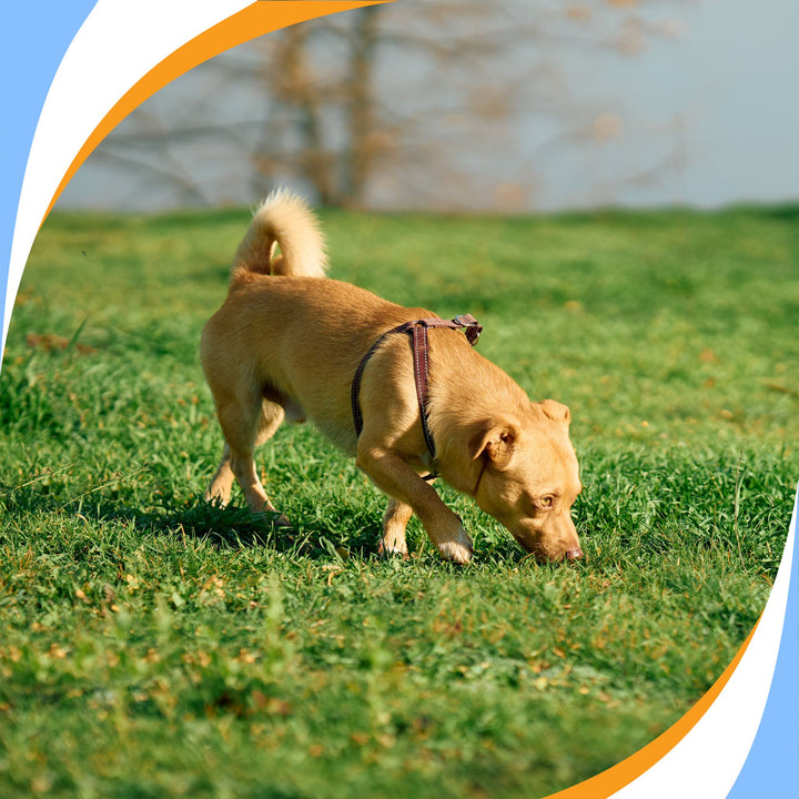 NACSW Trial Experience Webinar Series: Part 1 (ORT - NW3)