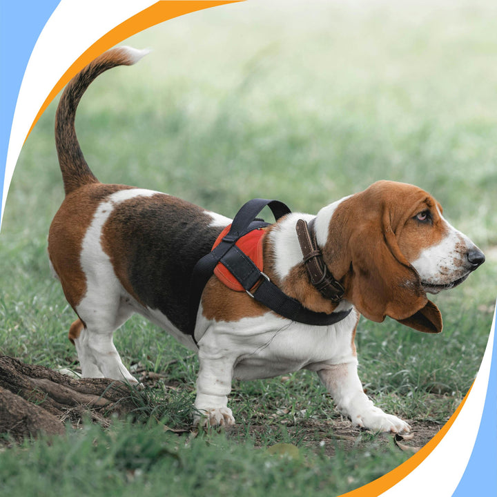 NACSW Trial Experience Webinar Series: Part 2 (Element Specialty Trials)